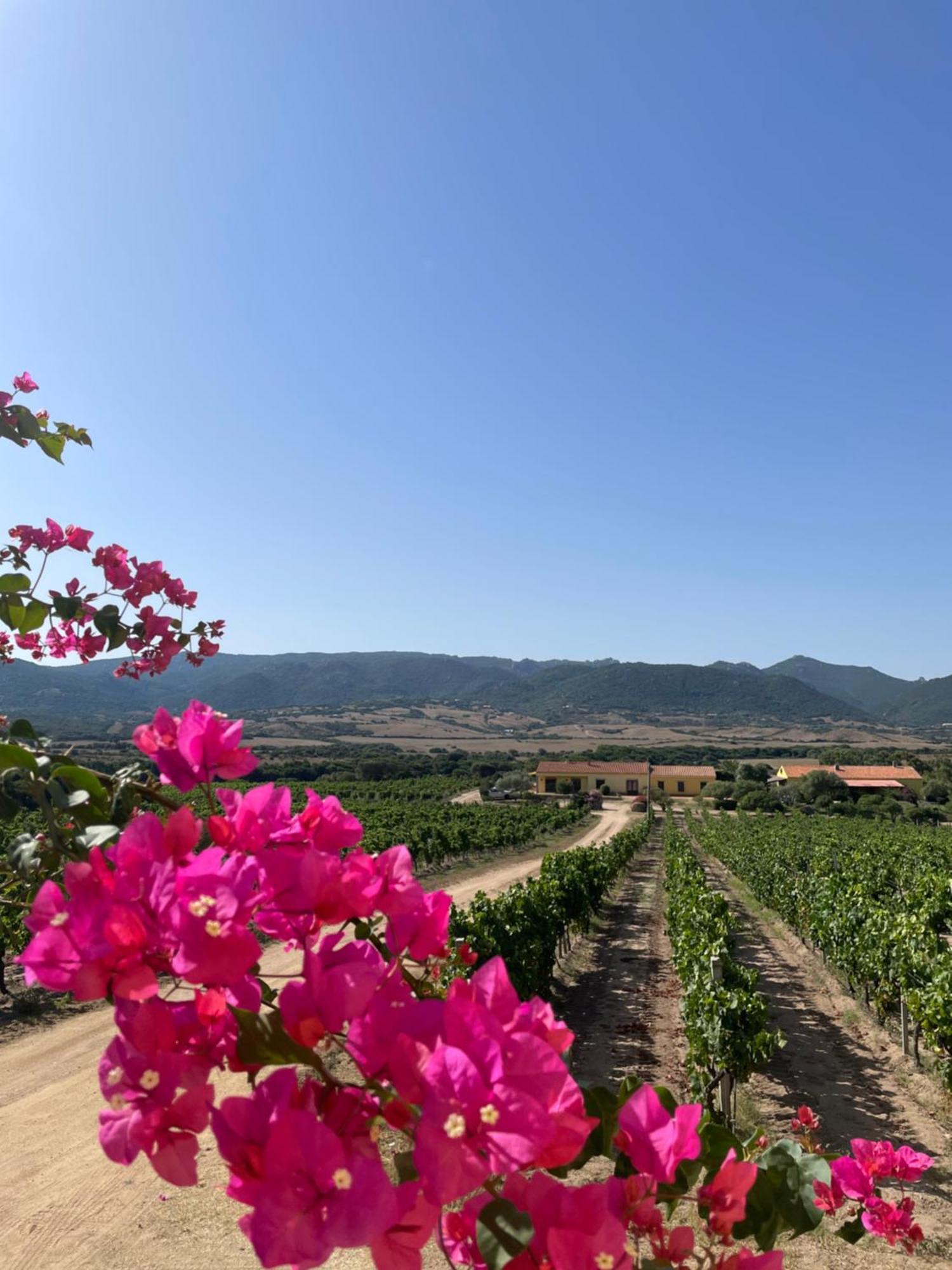 Agriturismo Campesi Casale Tra Le Vigne 阿列恩图 外观 照片