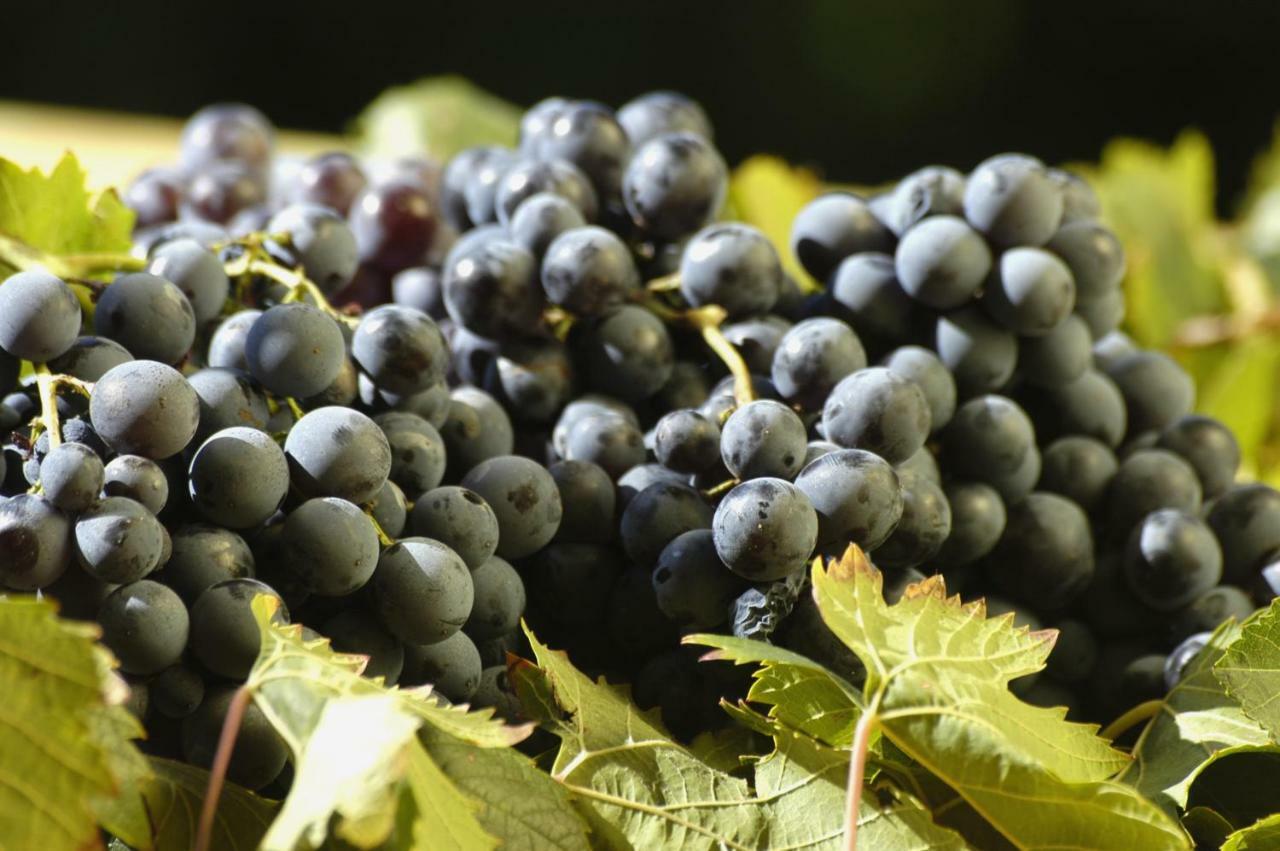 Agriturismo Campesi Casale Tra Le Vigne 阿列恩图 外观 照片